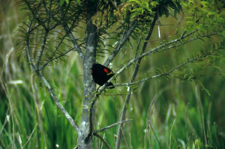 röd, bevingade, blackbird, litet träd, agelaius phoeniceus