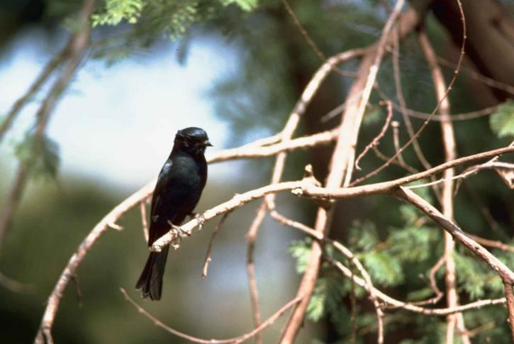 small, black, bird, branch