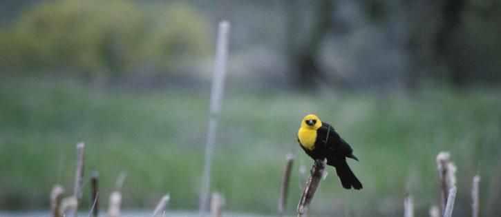 Laki-laki, kuning, menuju, blackbird, xanthocephalus xanthocephalus, berukuran sedang, blackbird