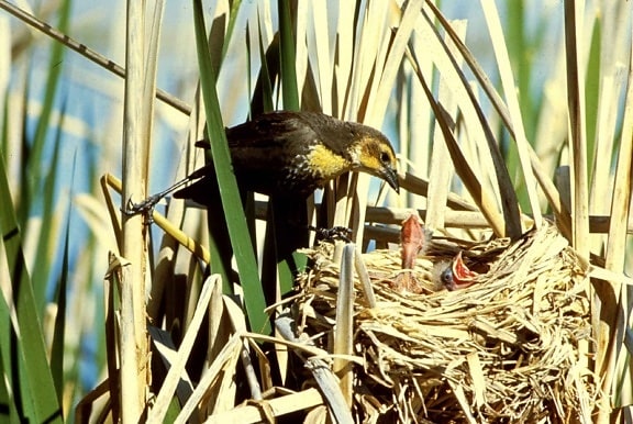 žltá, hlávková, blackbird, kŕmenie, young, kurčatá, hniezdo