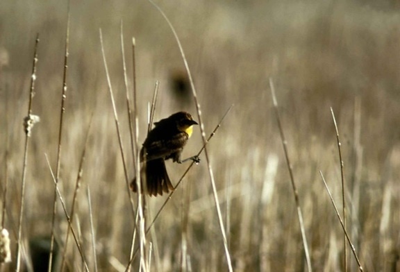 żółty, zatytułowany, blackbird, kobiece, marsh