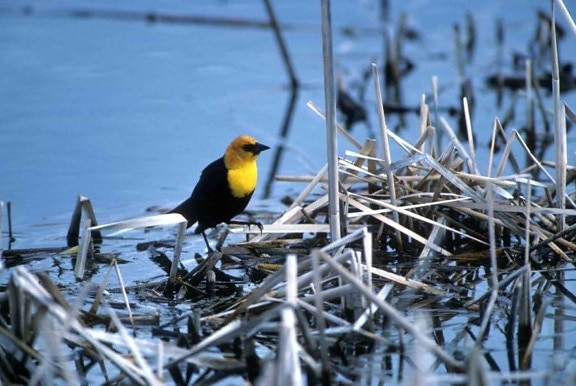 kuning, menuju, blackbird, xanthocephalus xanthocephalus, genus, xanthocephalus