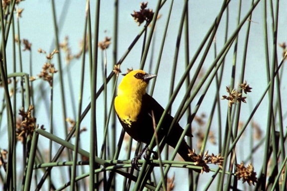 žltá, hlávková, blackbird, xanthocephalus xanthocephalus, chov, sezóna, perie