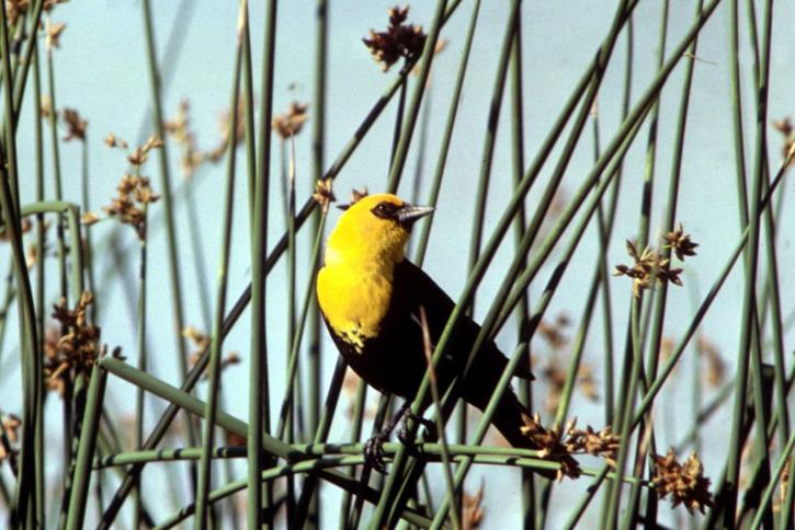 žuta, na čelu, Crna ptica, xanthocephalus xanthocephalus, uzgoja, sezoni, perje