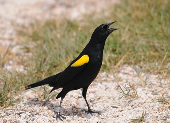 up-close, kuning, bahu, blackbird, berdiri, tanah, agelaius xanthomus