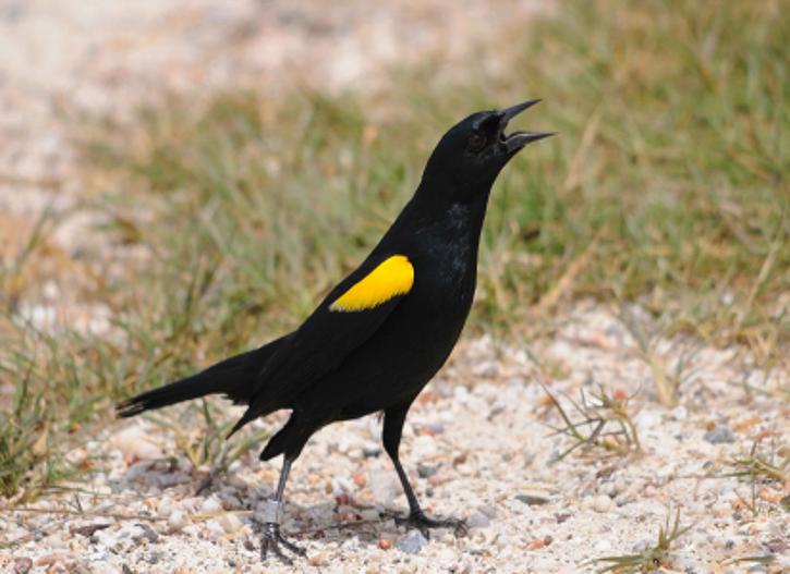 up-close, yellow, shouldered, blackbird, standing, ground, agelaius xanthomus