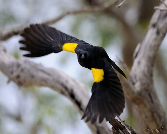 yellow, shouldered, blackbird, agelaius xanthomus, flight