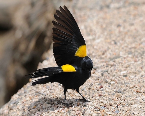 yellow, shouldered, blackbird, standing, rock, wings