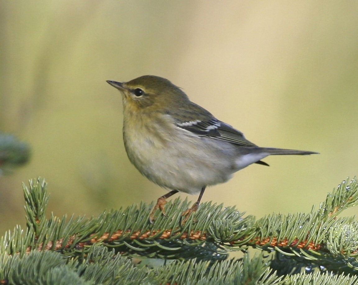 Free picture: blackpoll, warbler, bird