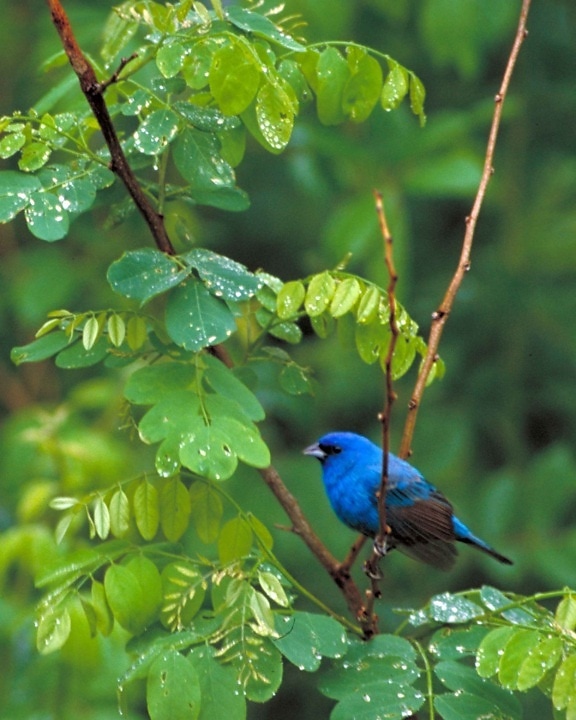 สีน้ำเงิน คราม แถบธง นก passerina cyanea ต้นไม้ สาขา