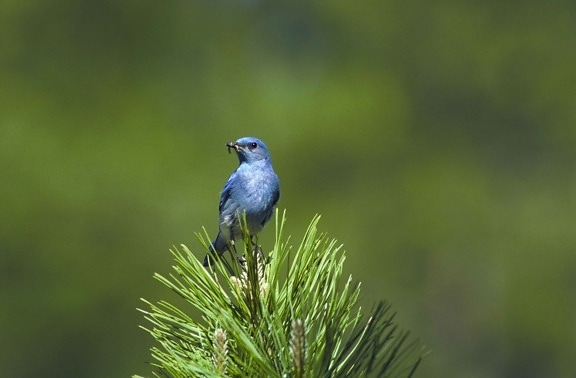 up-close, mountain, blue bird, bird, eating, sialia currucoides