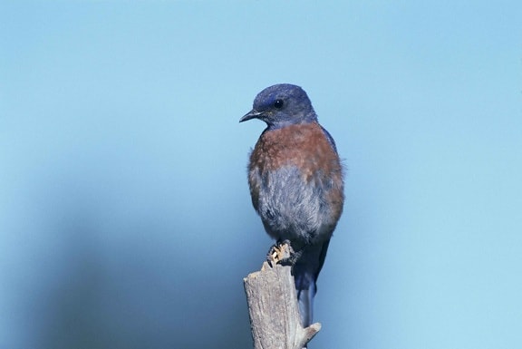 up-close, male, blue bird, sitting, dead, branch