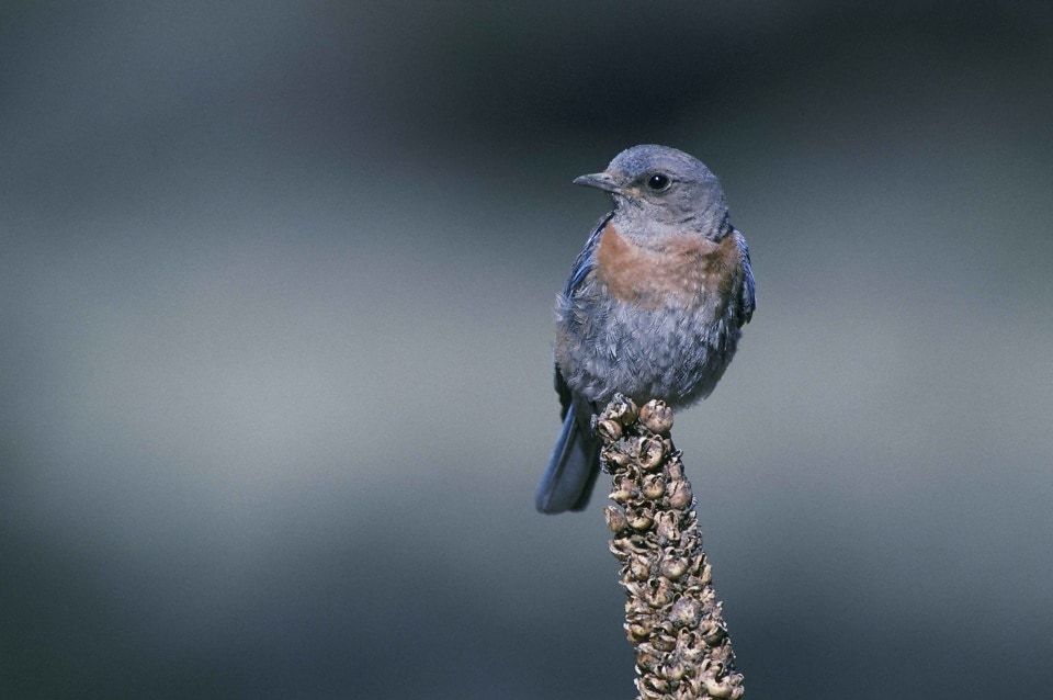 5000+ Vogels Gratis Afbeeldingen