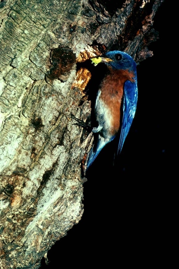 colorate, blue bird