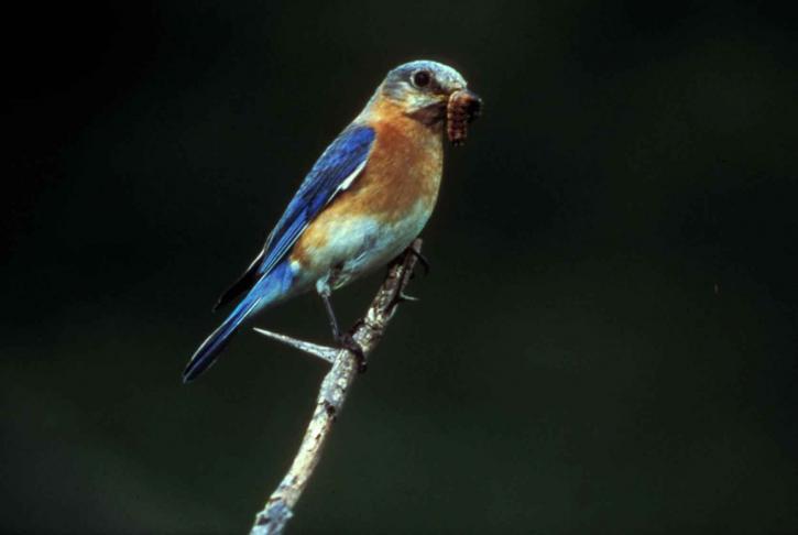 γαλάζιο πουλί, κοντά