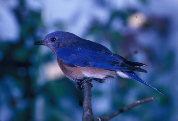 sininen lintu, istumisen orrella haara