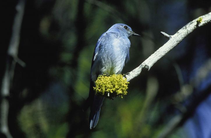 mountain, blue bird, bird, sialia currucoides, branch