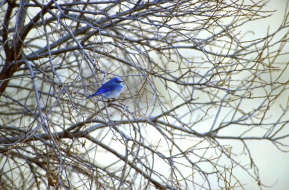 núi blue bird, di cư, chim, sialia currucoides
