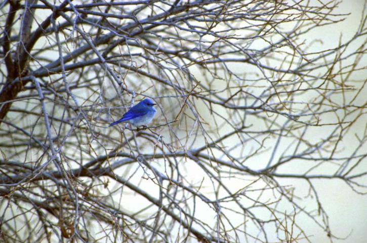 Hora, modrý pták, stěhovavých ptáků, sialia currucoides