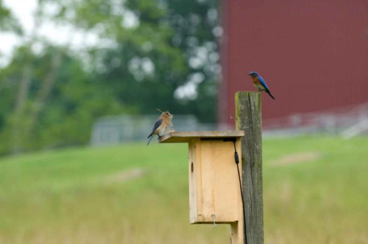pair, blue birds, preparing, nest, bird, house