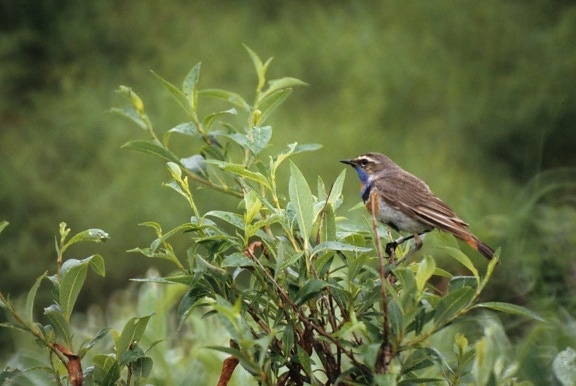 bluethroat, male, bird