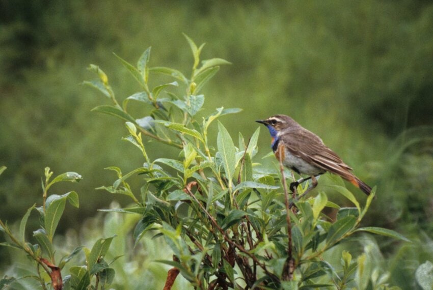 bluethroat-male-bird-850x570.jpg