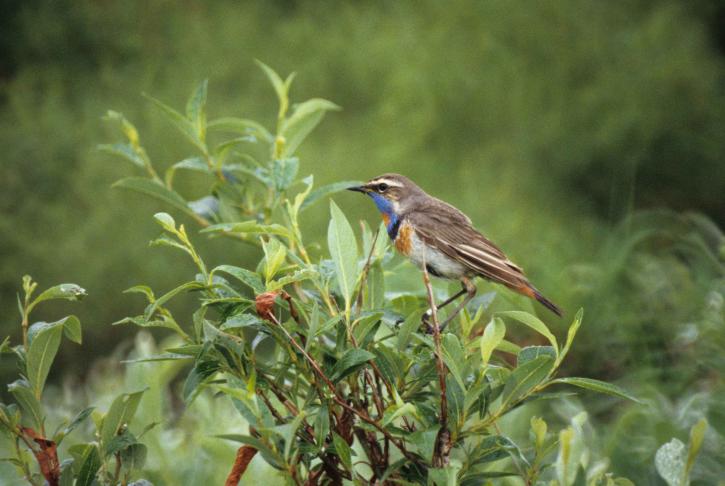 bluethroat, male, bird, luscinia svecica