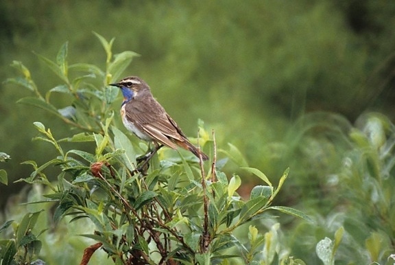 bluethroat, mâle, oiseau, arbre