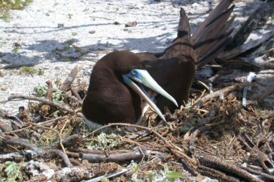 brown, booby, nest