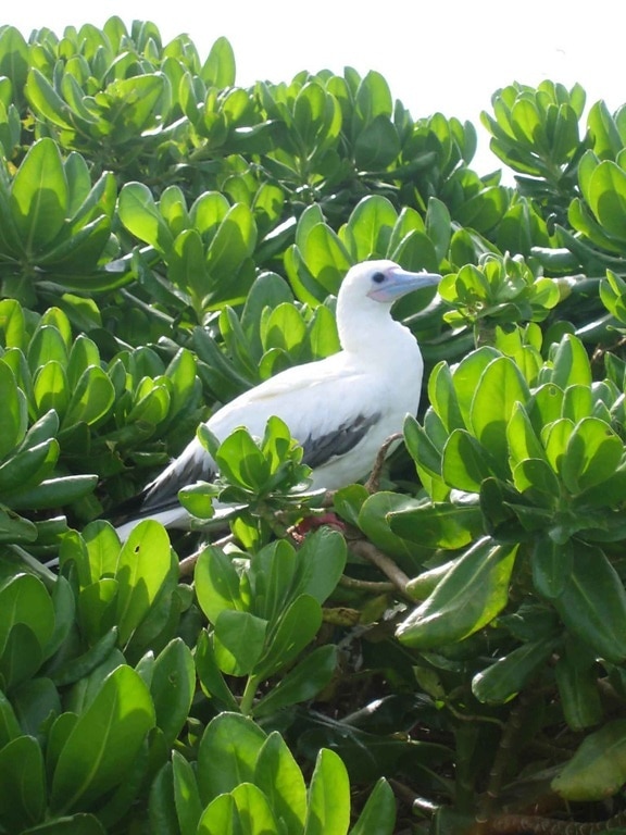 rød, footed, booby, tree