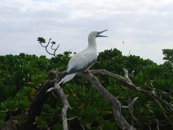 red, footed, booby, limb