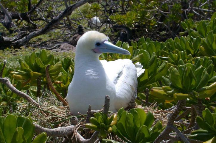 red, footed, booby, bird, rests, nest