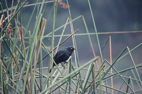 pivovarov, blackbird