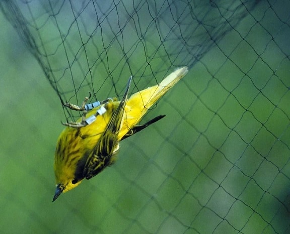 small yellow warbler, animal, bird, net