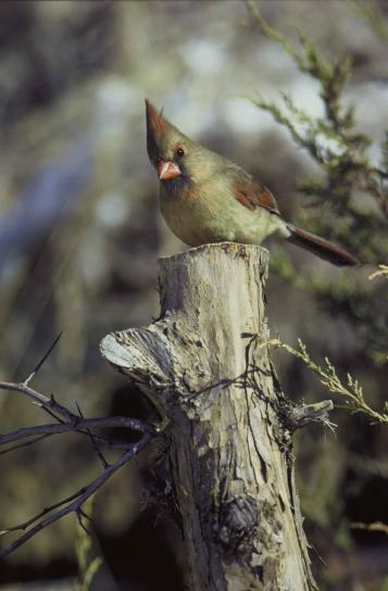 femelle, cardinal du nord, arbre, cardinalis cardinalis