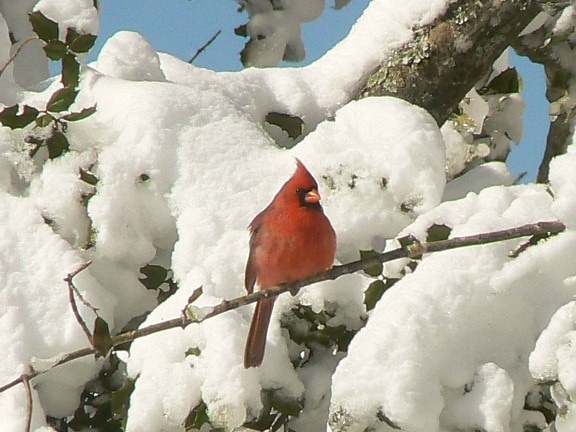 Cardinalul, stând, snowy, pin, copac, filiala