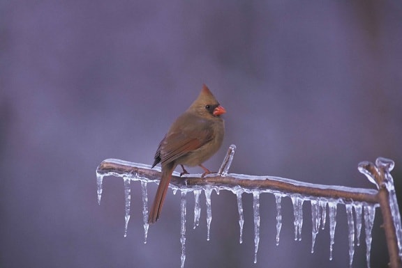 female, northern cardinal, frozen, branch