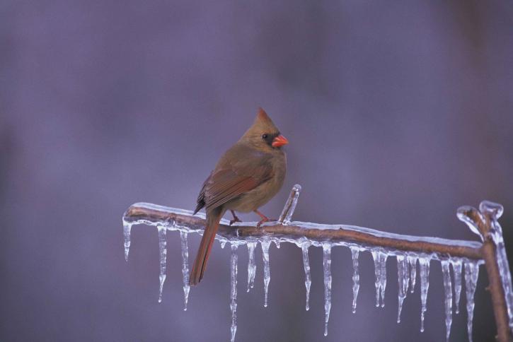 female, northern cardinal, frozen, branch