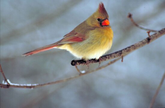 Cardeal norte, pássaro, cardinalis cardinalis, pequeno, nevado, árvore, ramo