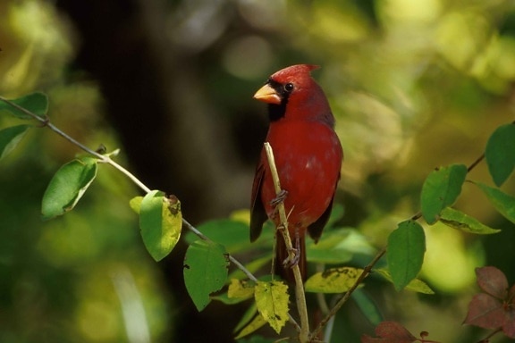 Cardeal norte, pássaro, macho, cardinalis cardinalis