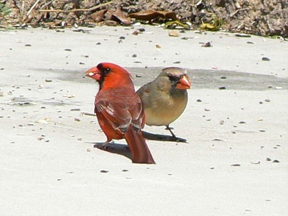 pair, cardinalis, birds, male, female, ground, cardinalis cardinalis