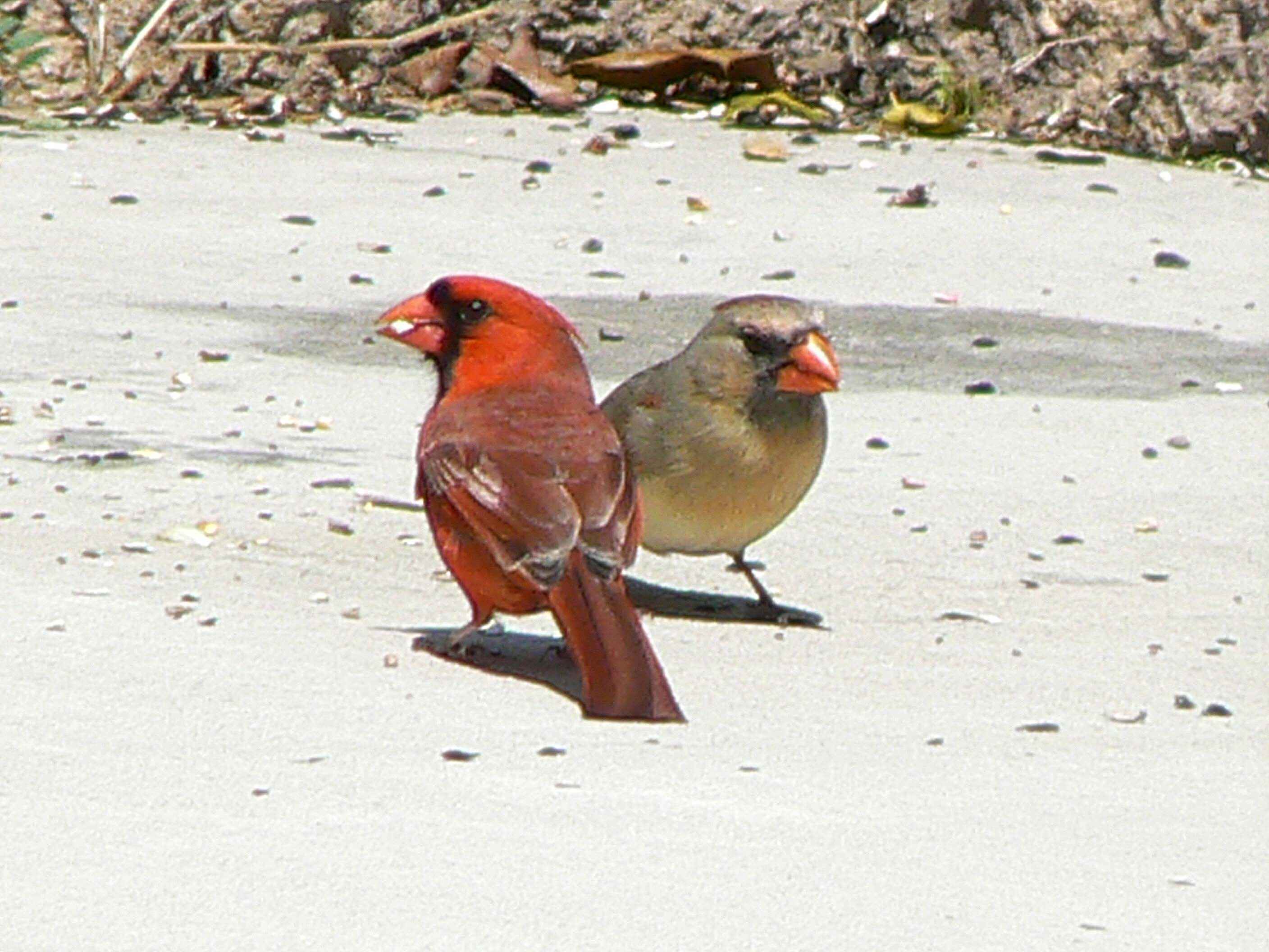 Free picture: pair, cardinalis, birds, male, female, ground, cardinalis