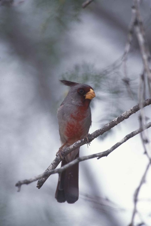 pyrrhuloxia, desert, cardinal, bird, breeding, plumage, cardinalis sinuatus