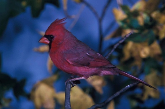rouge, cardinal, photographié, percher, branche