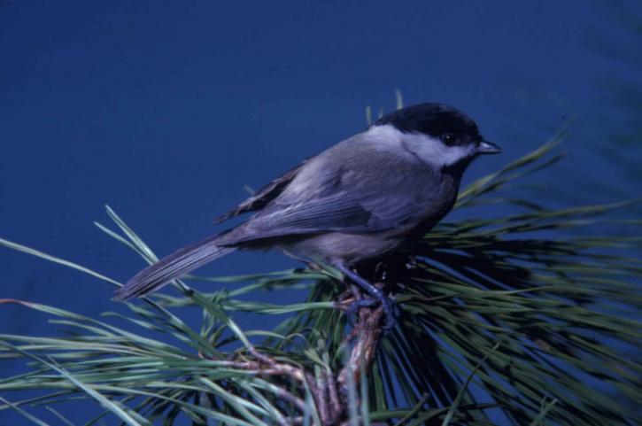 Karolína, americký ptáček, prohlížení, větev, druhy drobných pěvců, carolinesis