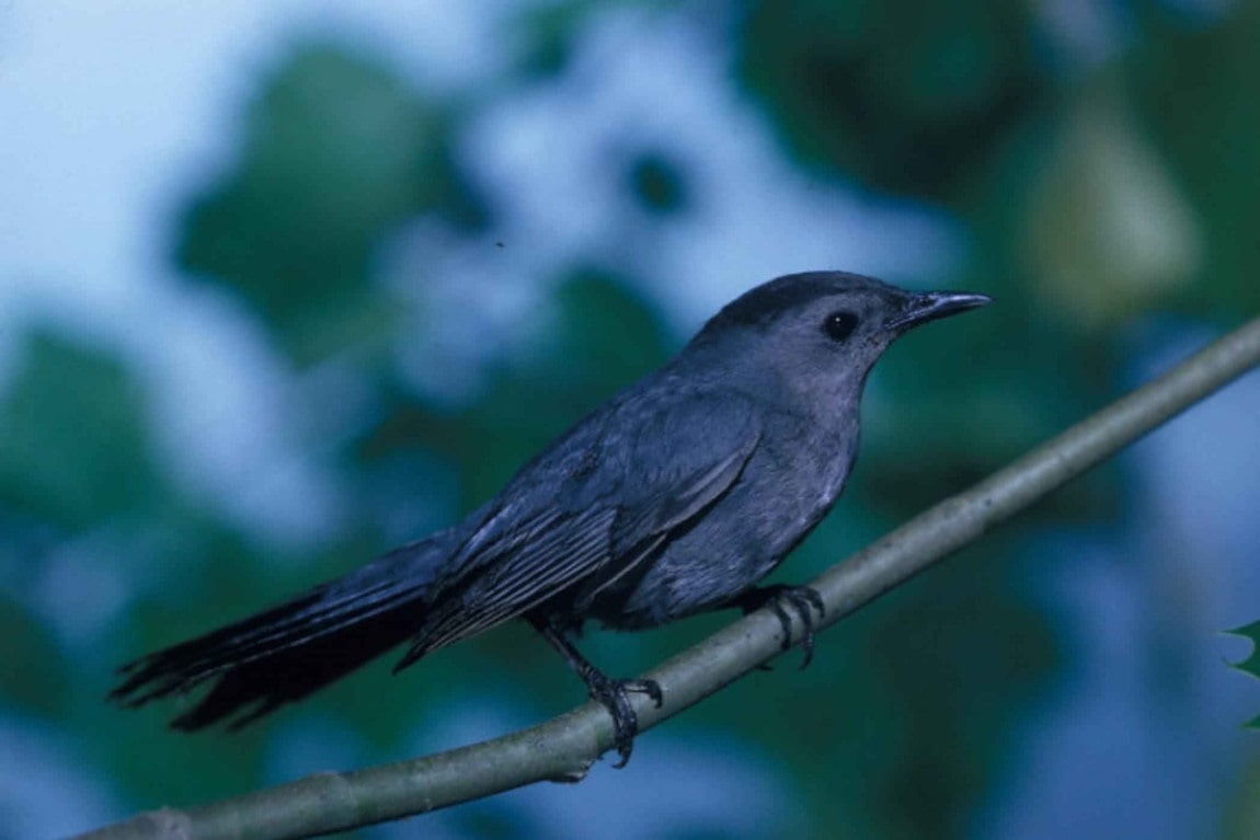 free-picture-catbird-branch