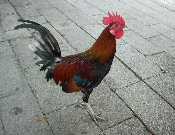 rooster, standing, courtyard