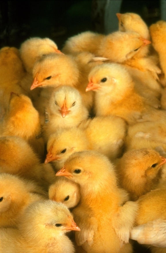 baby, chickens