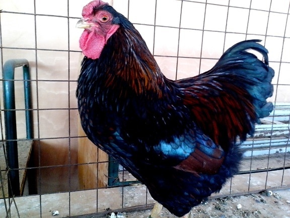 beautiful, rooster, black, feathers