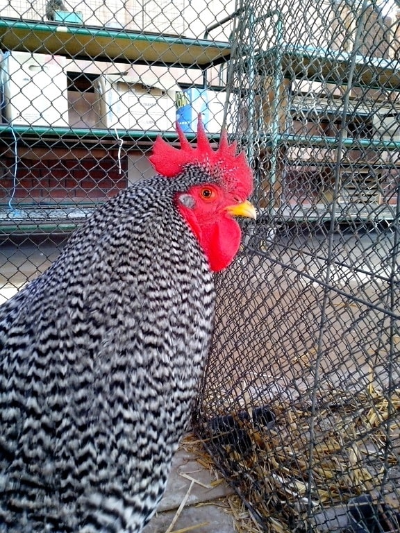 big, gray, white, rooster